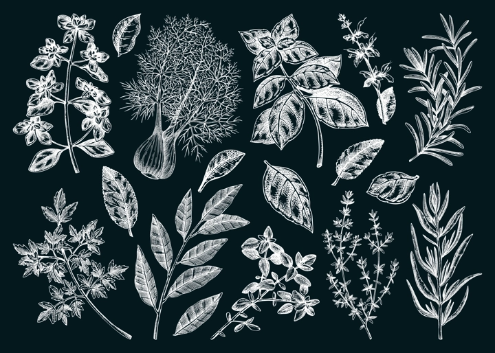 Italian cuisine herb and spice sketches set. Basil, mint, rosemary, parsley, sage, bay leaf, fennel chalk drawing. Kitchen spices hand-drawn vector illustration. NOT AI generated